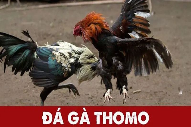 Đá gà trực tiếp thomo 8Kbet