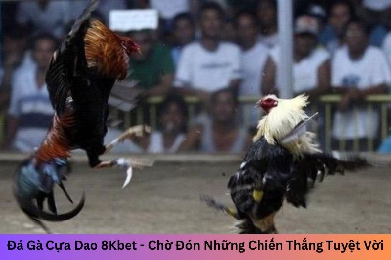 đá gà cựa dao 8Kbet