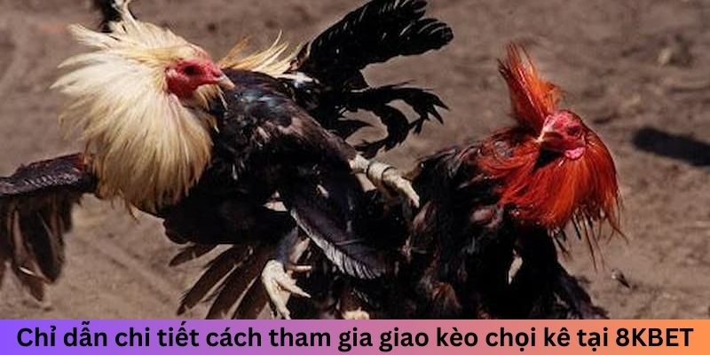 Chỉ dẫn chi tiết cách tham gia giao kèo chọi kê tại 8KBET