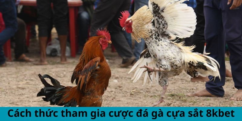 Cách thức tham gia cược đá gà cựa sắt 8kbet