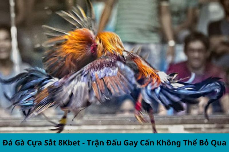 đá gà cựa sắt 8Kbet